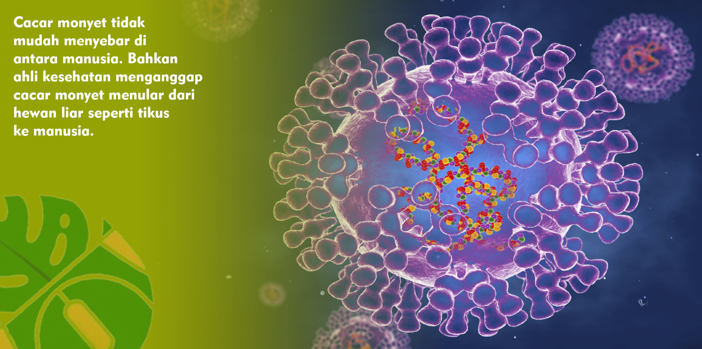 Mengenal Asal Usul dan Gejala Cacar Monyet atau Monkeypox